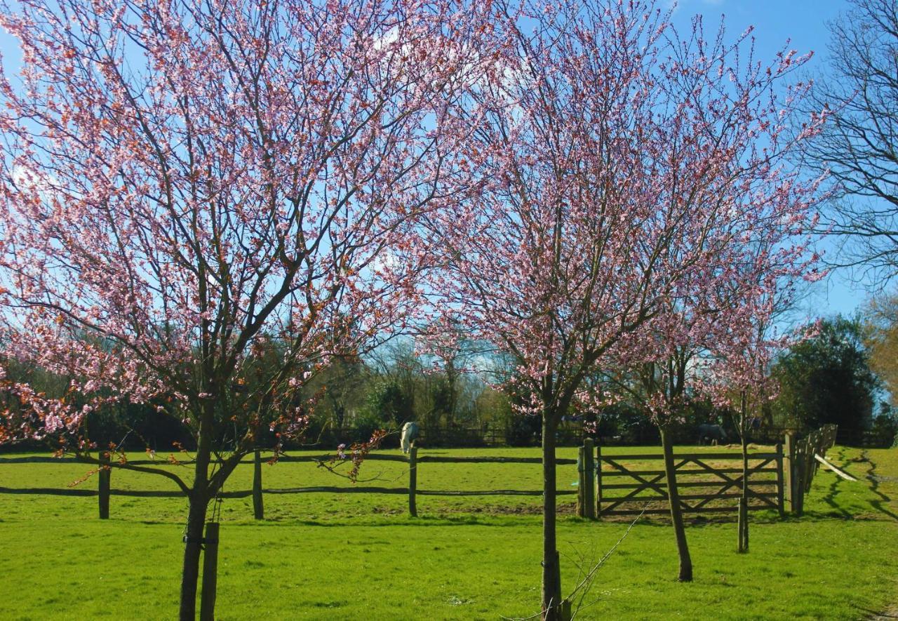 Hopgarden Glamping - Luxury 6M Bell Tent Wadhurst 外观 照片